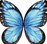 Mariposa voladora