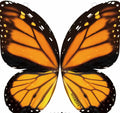 Mariposa voladora