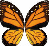 Mariposa voladora
