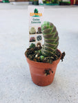 Cactus 3.5cm