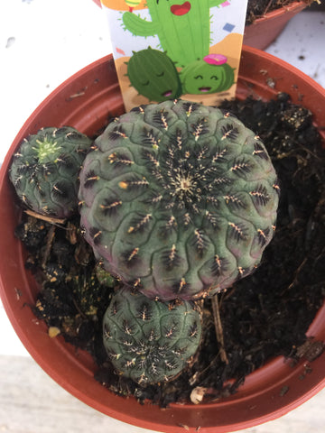 cactus de colección 6.5cm