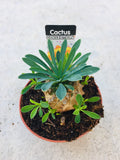 Cactus collection 5.5cm
