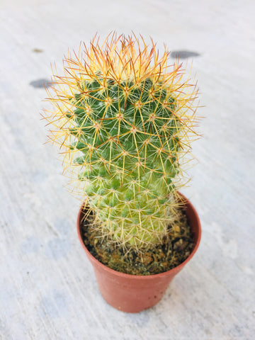 Cactus 3.5