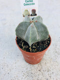 Cactus 3.5cm