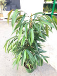 Ficus hoja alargada 130cm+-
