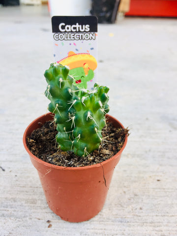 Cactus 3.5cm