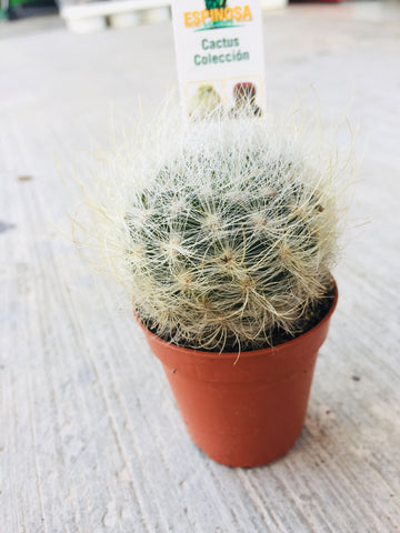 Cactus 3.5cm