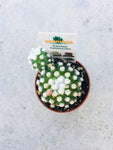 Cactus 3.5cm