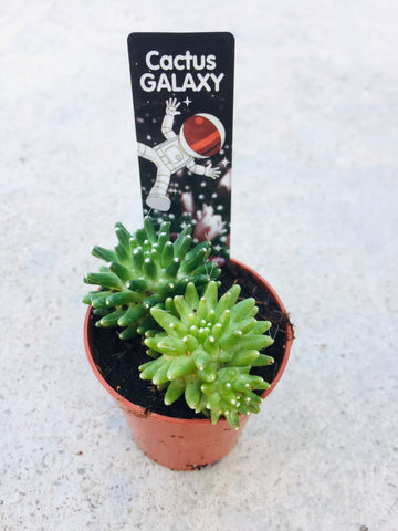 Cactus galaxy 3.5cm