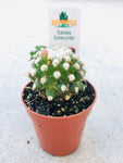 Cactus 3.5cm