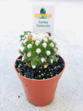 Cactus 3.5cm