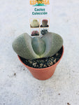 Cactus 3.50cm