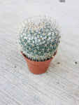 Cactus 3.5cm