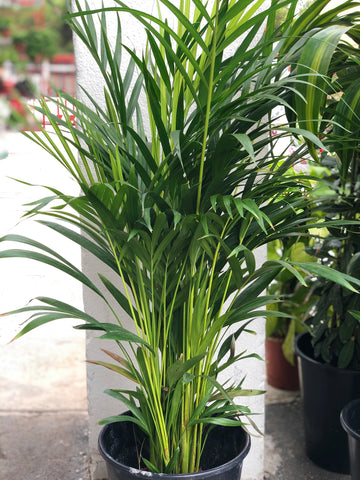Dypsis lutescens planta exterior 100cm+-
