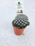 Cactus 3.5cm