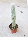 Cactus 3.5cm