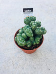 Cactus 5.5cm