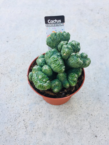 Cactus 5.5cm